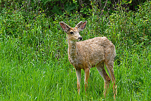 幼兽,长耳鹿,骡鹿,瓦特顿湖国家公园,艾伯塔省,加拿大