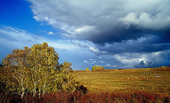 远景,风景,绵羊,平原,草地,蒙古人