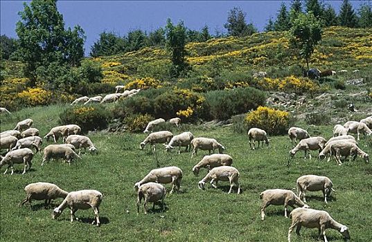 成群,绵羊,哺乳动物,草地,法国,欧洲,牲畜,农事,动物