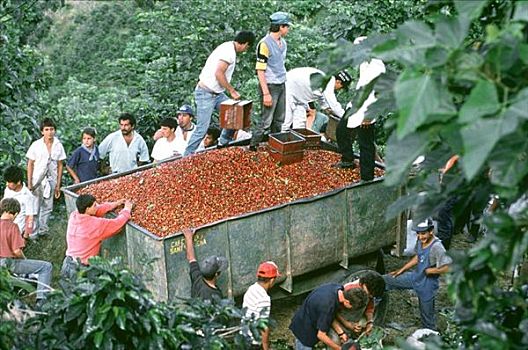 装载,收获,咖啡豆,拖车,哥斯达黎加