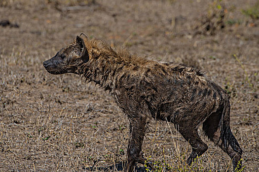 肯尼亚马赛马拉国家公园斑鬣狗