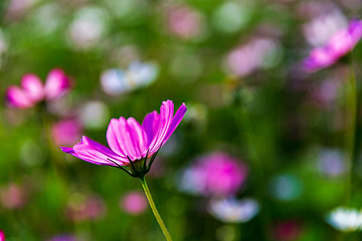 格桑花