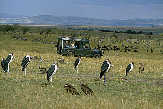 游客,四轮驱动,看,秃鹳,马赛马拉,公园,肯尼亚
