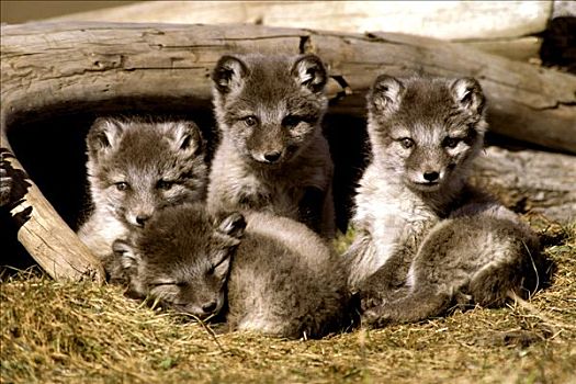 北极狐,幼仔,窝,入口,夏天