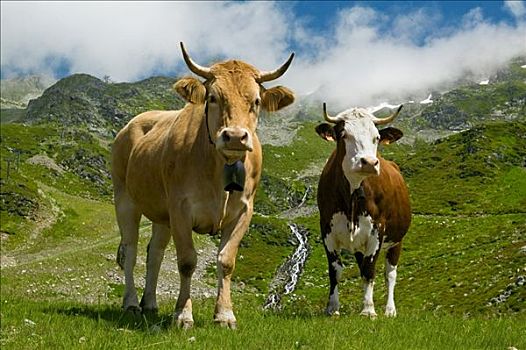 母牛,站立,农场,湖,伊泽尔省,隆河阿尔卑斯山省,法国