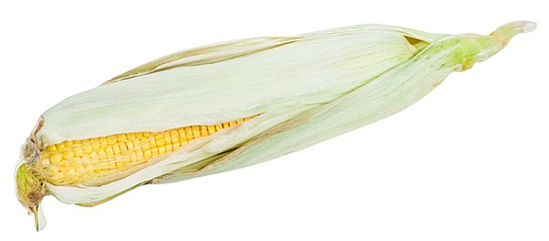 新鲜,穗,成熟,玉米,隔绝,白色背景
