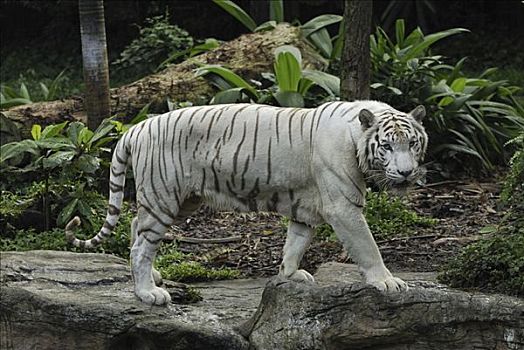 虎,圈养动物,新加坡