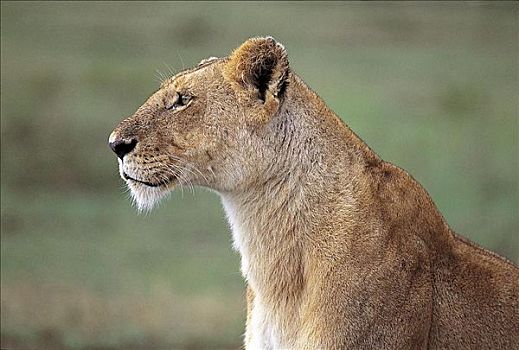 肖像,雌狮,母狮,狮子,猫科动物,哺乳动物,马赛马拉,肯尼亚,非洲,动物