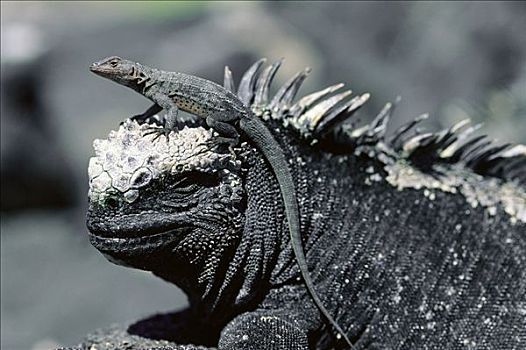 火山岩,蜥蜴,位置,顶着,海鬣蜥,观测点,捕食,加拉帕戈斯群岛,厄瓜多尔