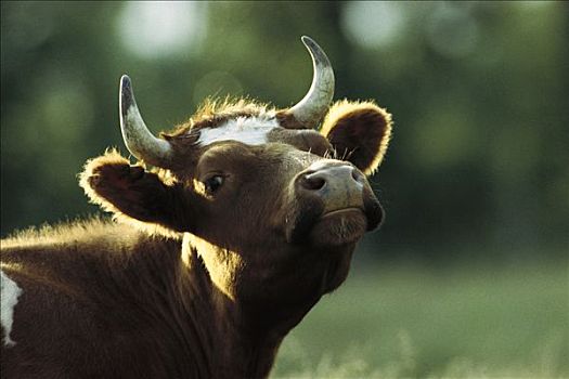 家牛,肖像,德国