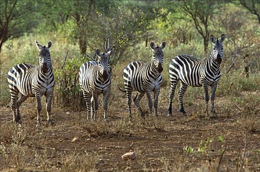 朴素,斑马,马,查沃,国家公园,肯尼亚,非洲