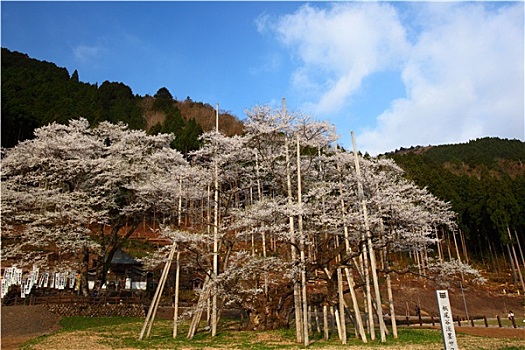 日本,樱桃树