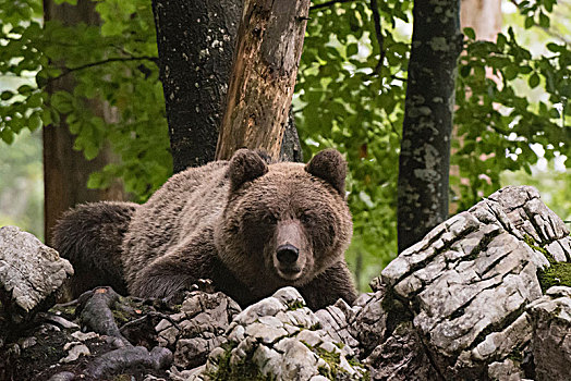 欧洲,棕熊,树林,斯洛文尼亚