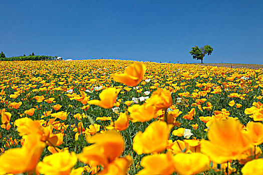 花菱草,山