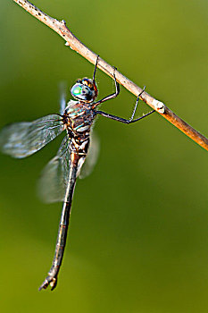 蜻蜓,密苏里,美国