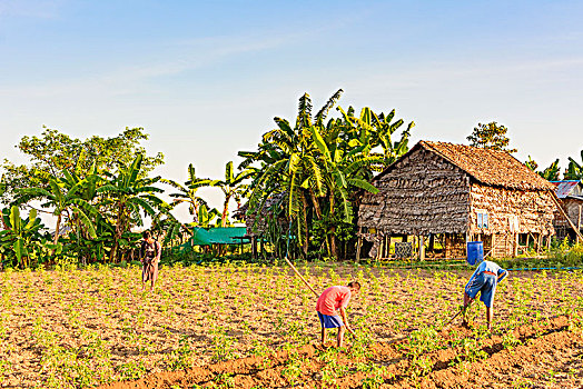农舍,农民,孩子,锄,地点,房子,竹子,干燥,茅草屋顶,克伦邦,缅甸
