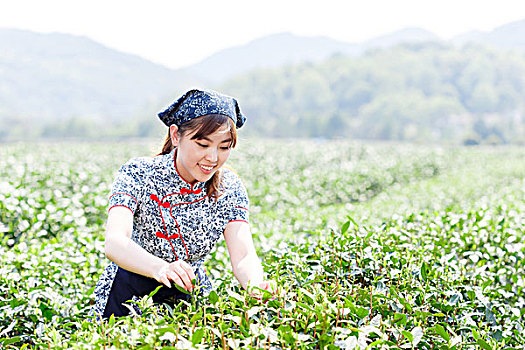 美女,亚洲人,女孩,传统服装,挑选,茶