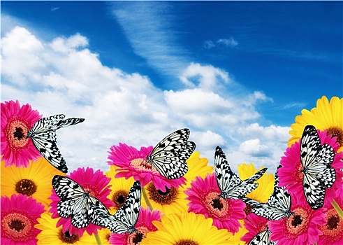 蝴蝶,非洲菊,多云,蓝天