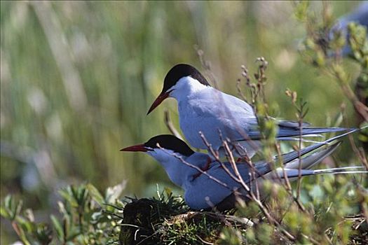 北极燕鸥,交配,湿地,阿拉斯加