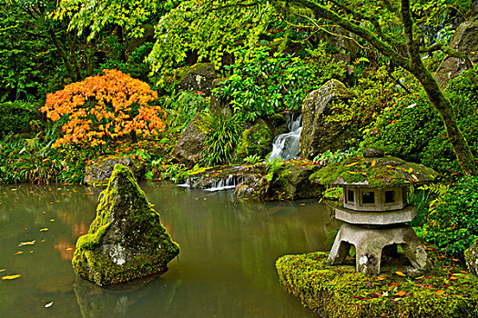 鸡爪枫,塔,苔藓,遮盖,石头,水塘,秋色,波特兰,日式庭园,俄勒冈,美国