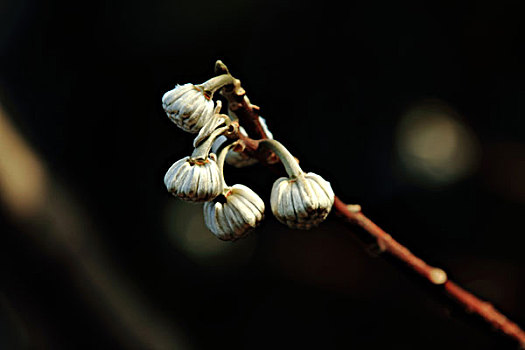 结香花,花蕾,枝条