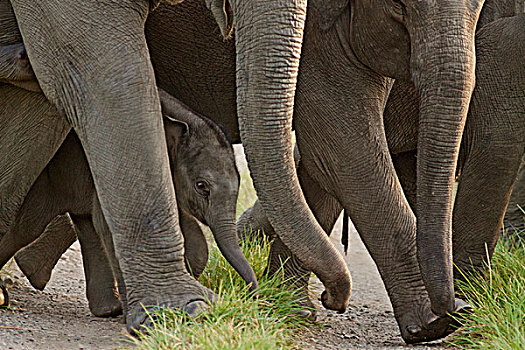 幼兽,一个,印度,亚洲象,走,牧群,国家公园