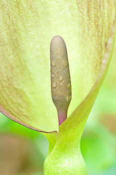 肉穗花序,北莱茵威斯特伐利亚,德国,欧洲