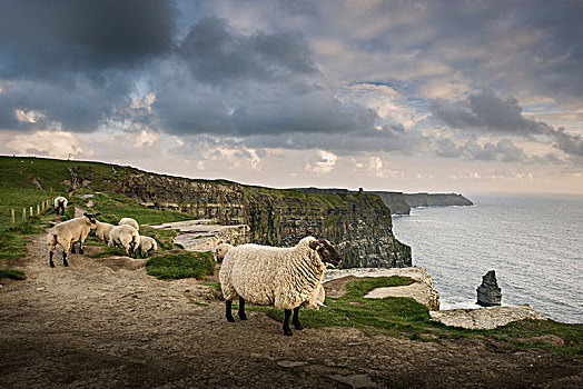 绵羊,乡村,道路,莫赫悬崖,杜林,爱尔兰