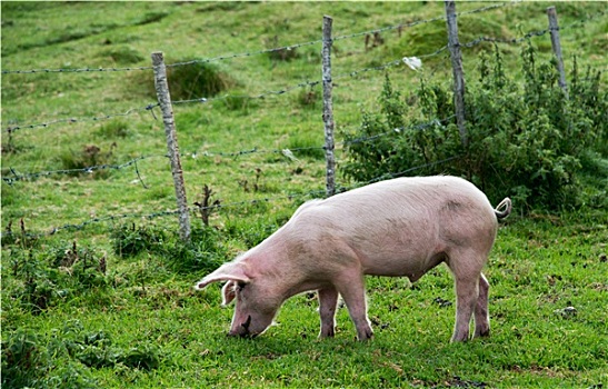 猪,农民