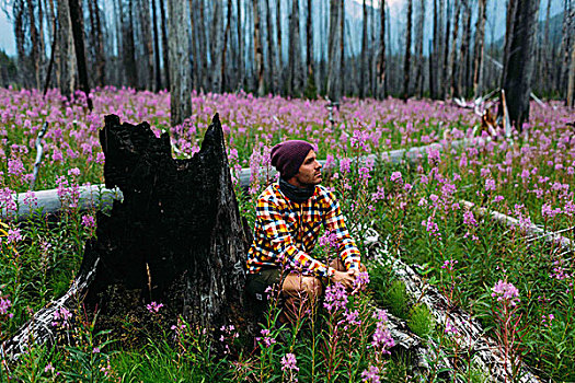 中年,男人,坐,烧,树桩,地点,野花,看别处,冰碛湖,班芙国家公园,艾伯塔省,加拿大