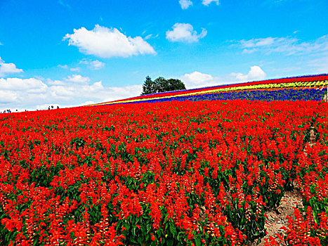 花圃,北海道,日本