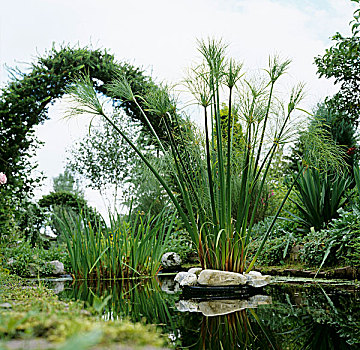 水塘,水生植物