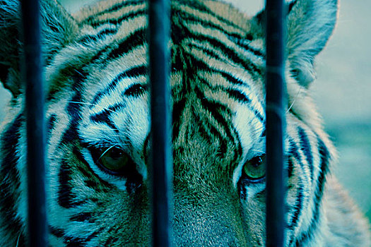 笼子里的老虎