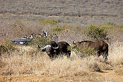 南非,西北省,禁猎区,旅游,水牛