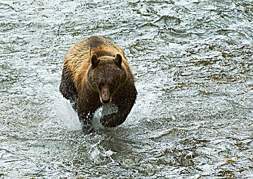 大灰熊,棕熊,鱼,溪流,相互,熊,技巧,捕鱼,成年,驰骋,水,追逐,通加斯国家森林,阿拉斯加,美国