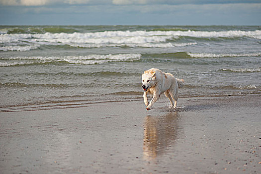 海滩上奔跑的狗