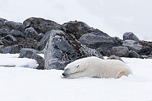 挪威,斯瓦尔巴特群岛,北极熊,制作,白天,床,休息