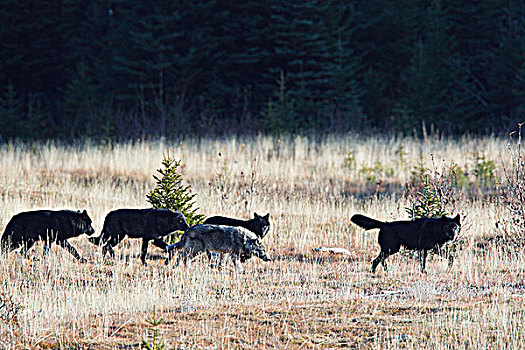 野生,灰狼,狼,落基山脉,加拿大西部