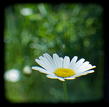 软,图像,一个,白色,雏菊,绿色,地点,背景