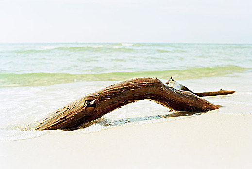 树枝,海滩