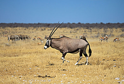 南非大羚羊,羚羊,埃托沙国家公园,纳米比亚,非洲