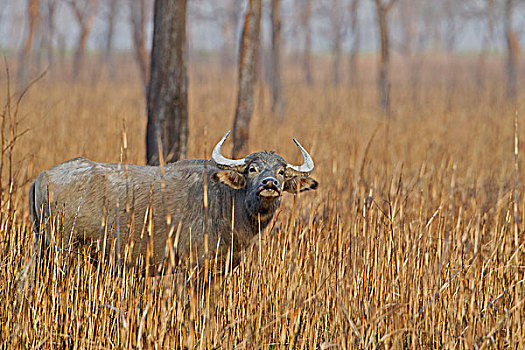 野生,水牛,烧,室外,草地,卡齐兰加国家公园,阿萨姆邦,印度,亚洲