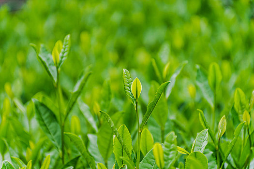 茶树茶叶嫩芽