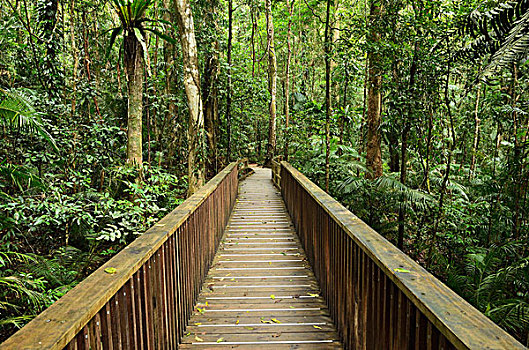 木板路,雨林,国家公园,昆士兰,澳大利亚