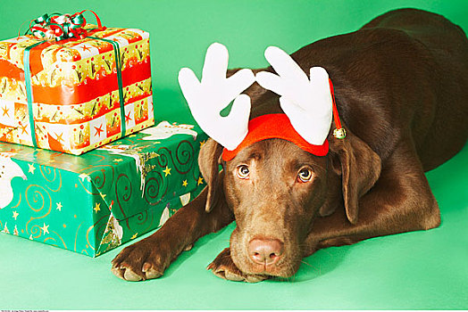 肖像,狗,鹿角,靠近,圣诞礼物