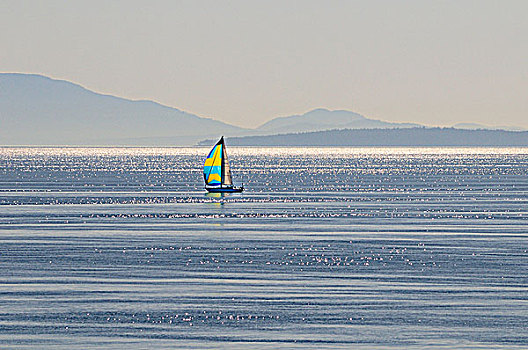 帆船,航行,海峡,乔治亚,靠近,温哥华,不列颠哥伦比亚省,加拿大