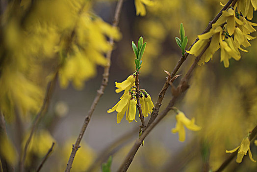 迎春花