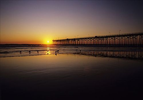 加利福尼亚,海岸,剪影,码头,海洋,日落,鸟,海岸线