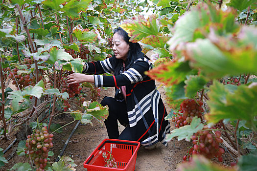 山东省日照市,初冬时节冰美人甜蜜来袭,葡萄采摘正当时