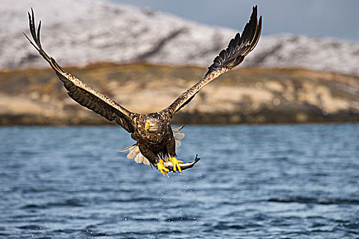白尾鹰,飞,鱼,捕食,上方,水,北特伦德拉格,挪威,欧洲